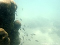 DSCF1242