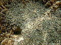 DSCF1243