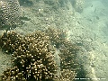 DSCF1247