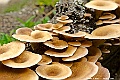 _DSC5466