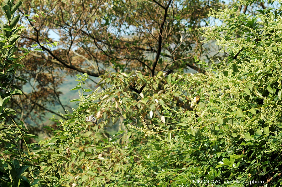 DSC_4342.JPG - 麥理浩徑2段, 鹹田灣 - 赤徑