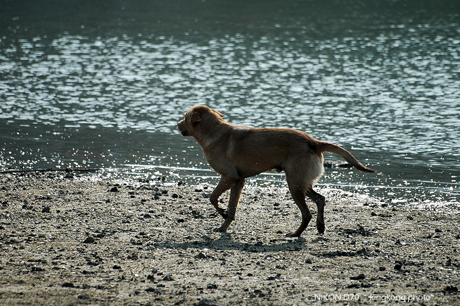 DSC_4359.JPG - 麥理浩徑2段, 鹹田灣 - 赤徑