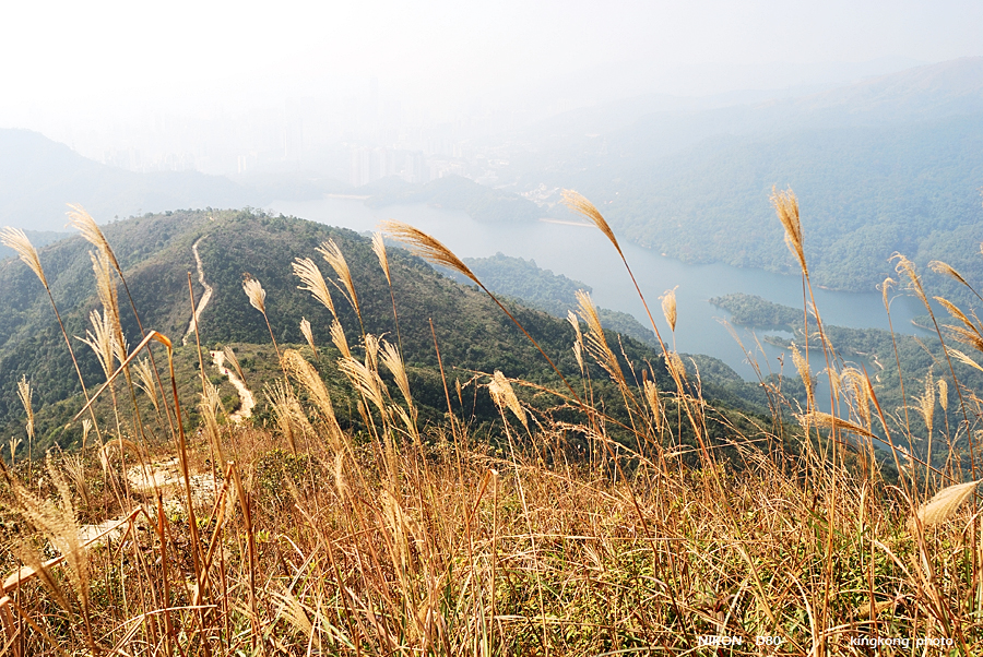 DSC_2908.jpg - Neddle Hill, Grassy Hill�w�s, ��