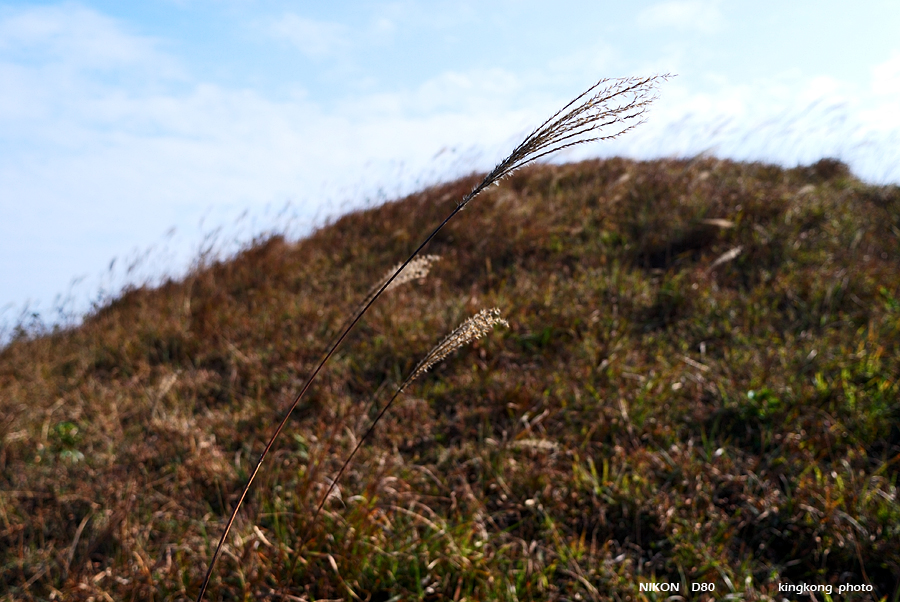 DSC_2994.jpg - Neddle Hill, Grassy Hill�w�s, ��
