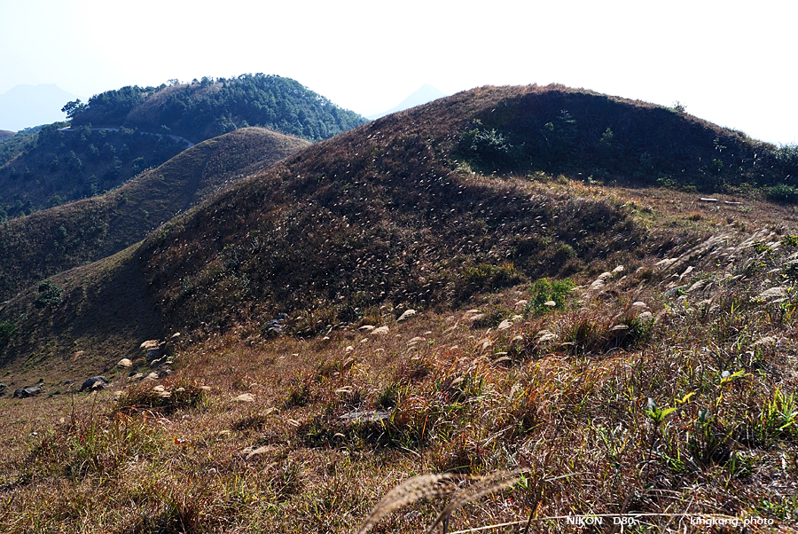 DSC_3076.jpg - Neddle Hill, Grassy Hill�w�s, ��