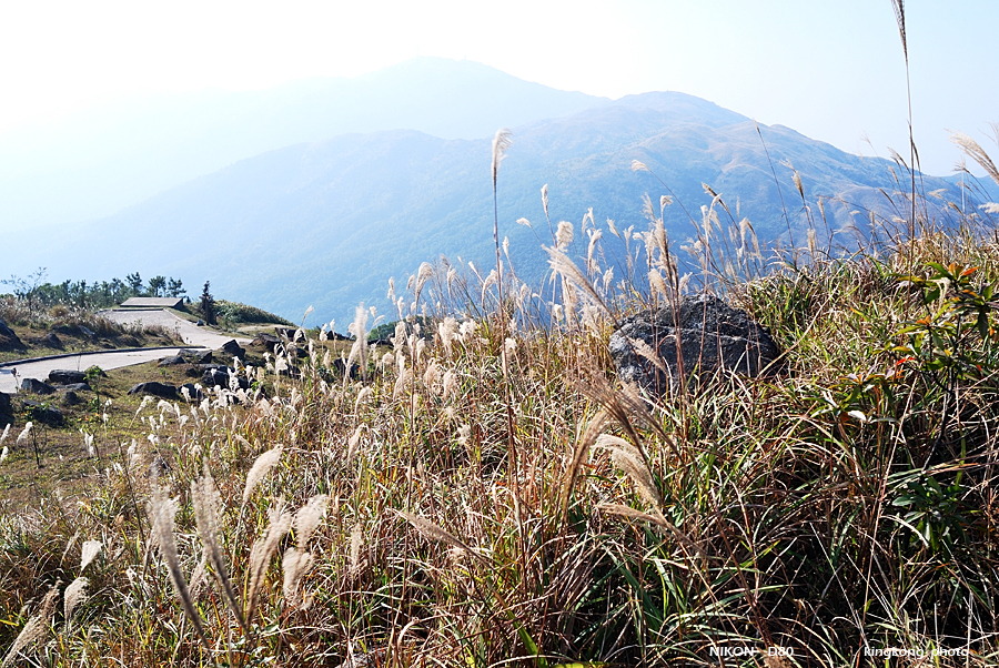 DSC_3189.jpg - Neddle Hill, Grassy Hill�w�s, ��
