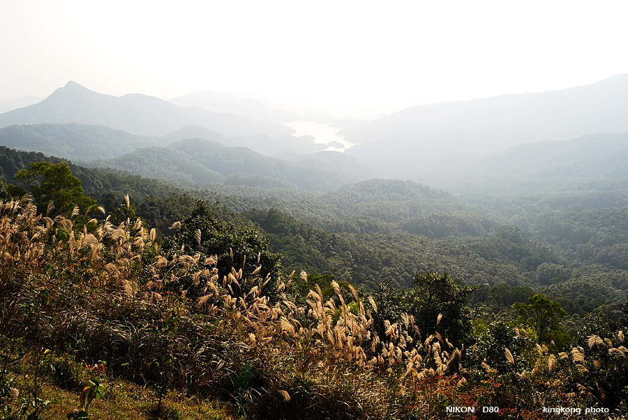 DSC_3208.jpg - Neddle Hill, Grassy Hill�w�s, ��