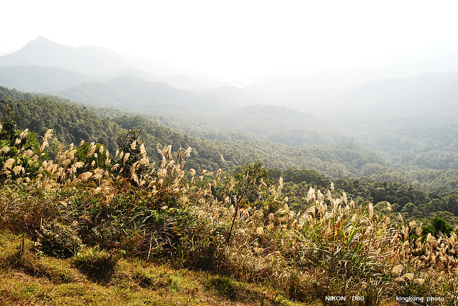 DSC_3211.jpg - Neddle Hill, Grassy Hill�w�s, ��