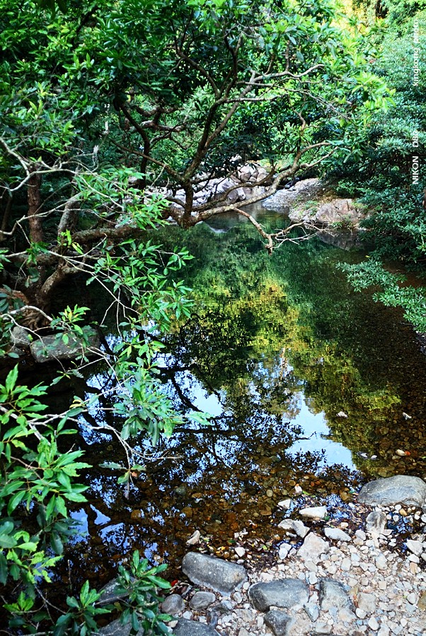 DSC_3242.jpg - Neddle Hill, Grassy Hill針山, 草山