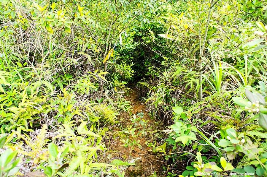_DSC5990.jpg - SONY DSC