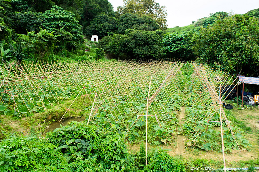 _DSC5993.jpg - SONY DSC