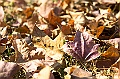 _DSC6148
