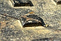 _DSC6156