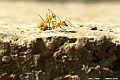 _DSC6161