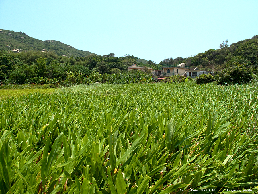 IMG_3788.JPG - 石排灣