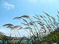 IMG_3677