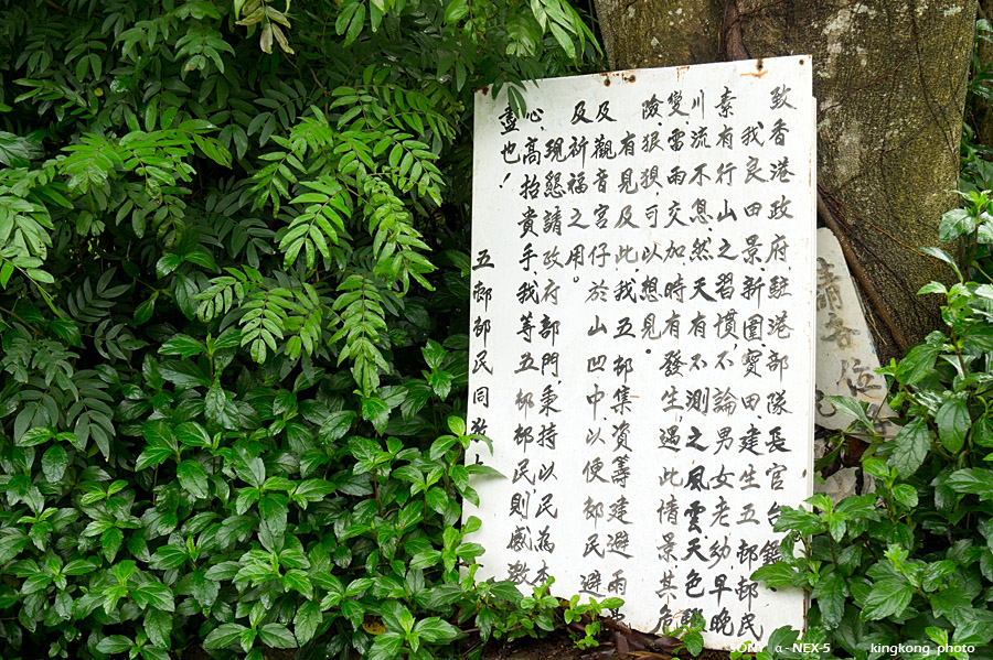 _DSC1981.jpg - SONY DSC