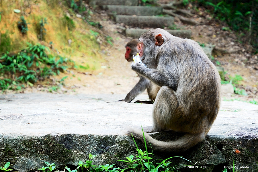 DSC_2392.jpg - LION ROCK