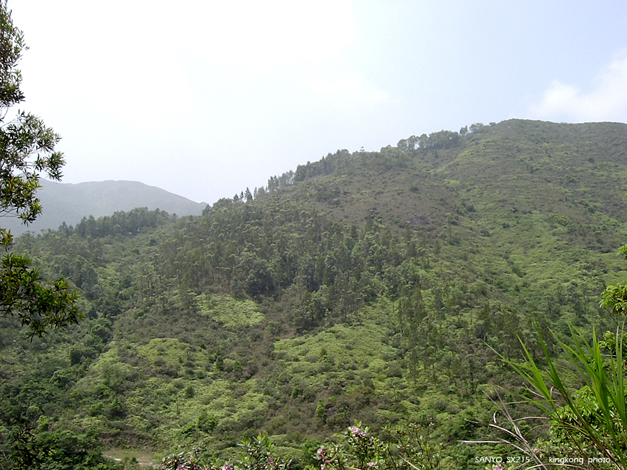 SANY1745.JPG - 鹿湖郊遊徑, 鹿湖高原