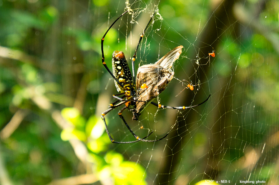 _DSC7022.jpg - SONY DSC