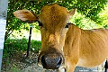 _DSC6900