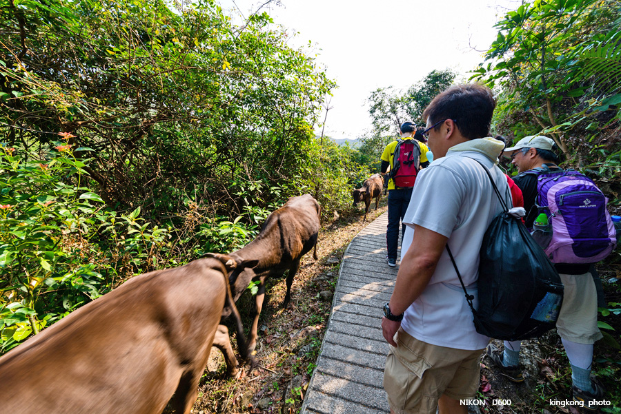 _DSC8182.jpg - Taken at Latitude/Longitude:22.420978/114.360840.  km       (Map link) 