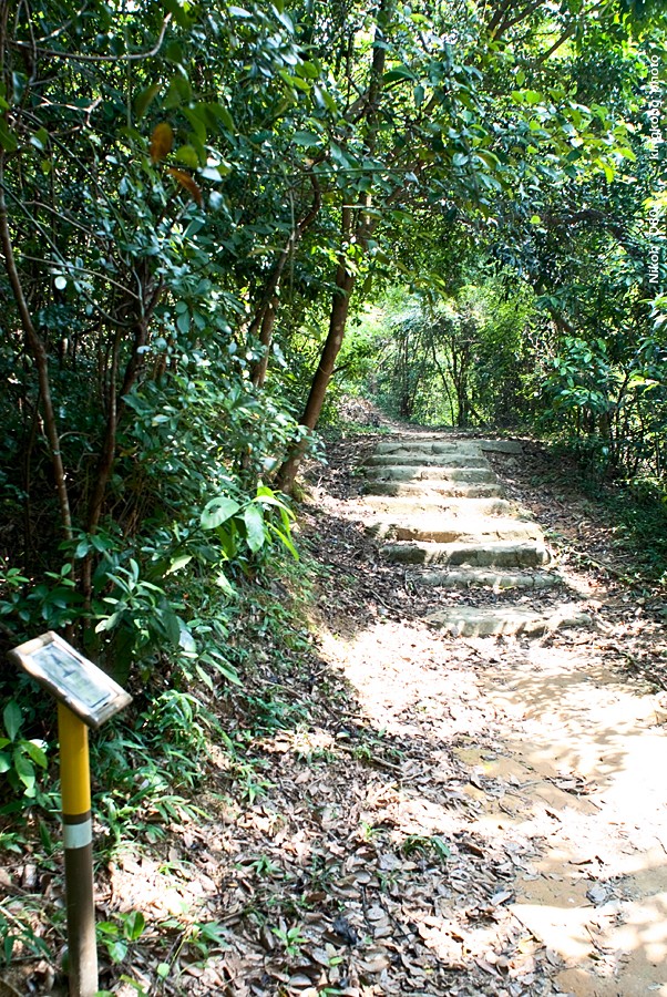 NeedleHill122112.JPG - 針山 - 麥理浩徑7段