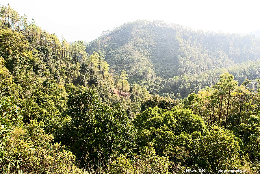 NeedleHill155200.jpg - 針山 - 麥理浩徑7段