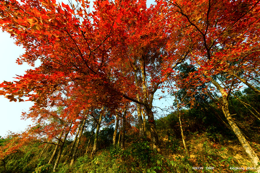DSC_6882.jpg