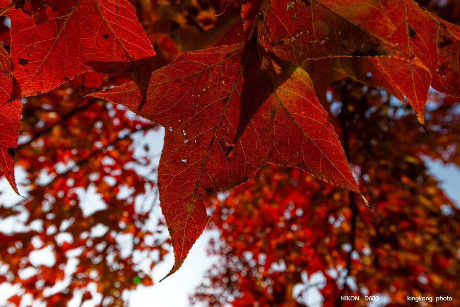 DSC_6889.jpg