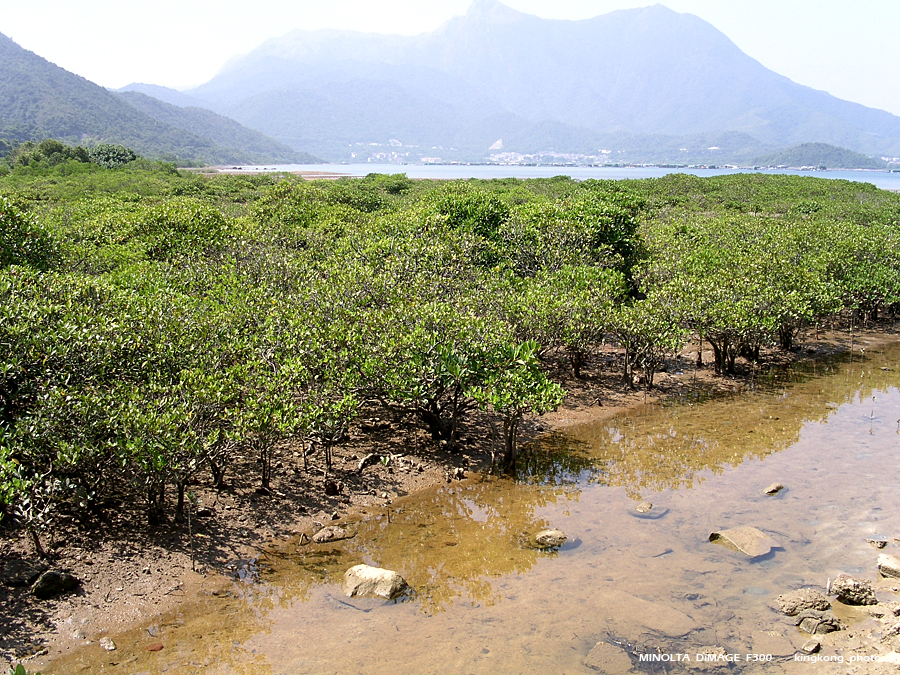 PICT0689.JPG - 榕樹澳 - 深涌 - 海下