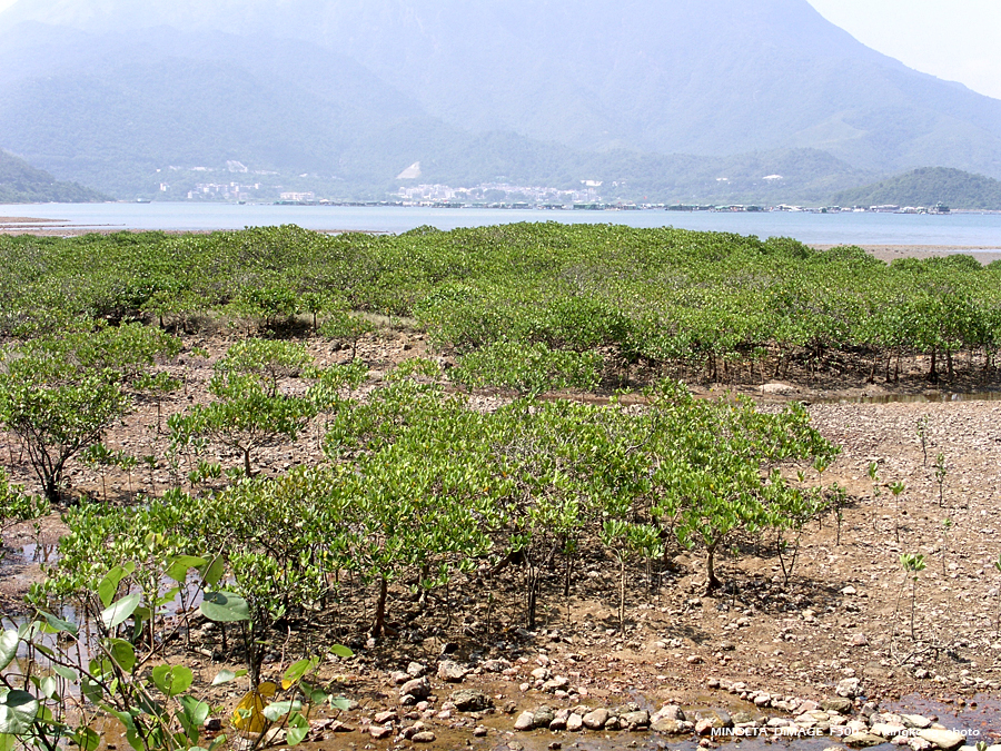PICT0690.JPG - 榕樹澳 - 深涌 - 海下