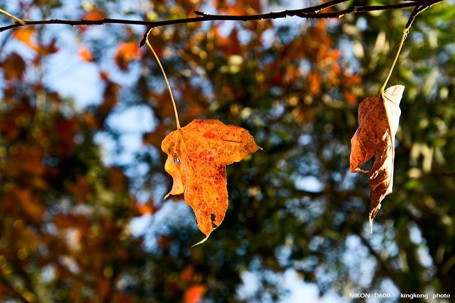 DSC_3705.jpg