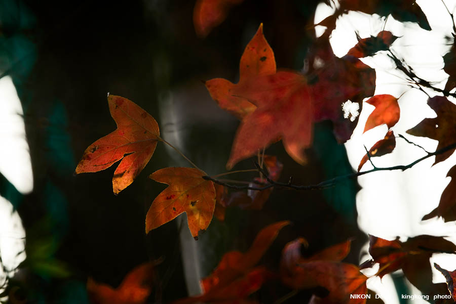 DSC_3774.jpg