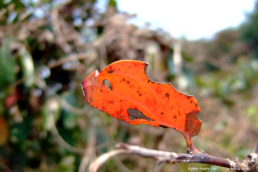 DSCF1150.JPG