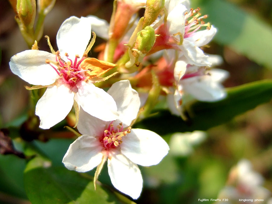 DSCF8869.JPG