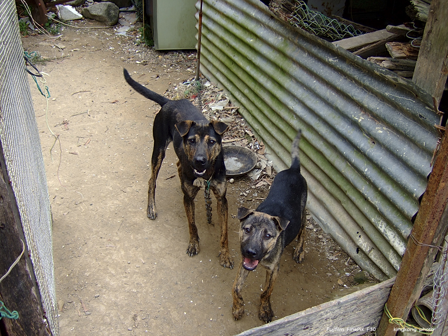 DSCF5320.JPG - Tung Lung Chau