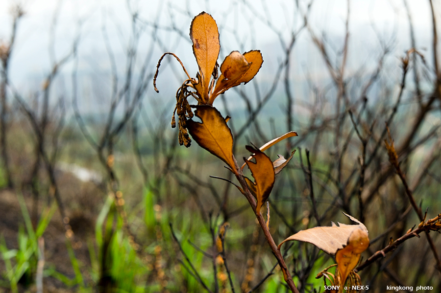 _DSC8029.jpg - SONY DSC