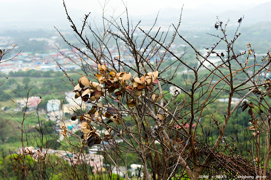 _DSC8038.jpg - SONY DSC