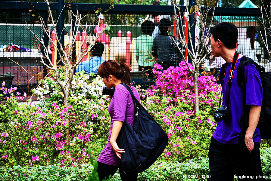 DSC_7091.jpg - WANCHAI TO PEAK