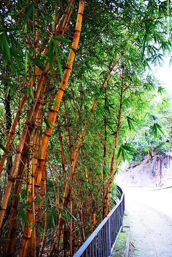 DSC_7110.jpg - WANCHAI TO PEAK
