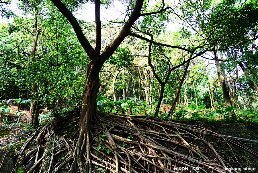 DSC_7136.jpg - WANCHAI TO PEAK