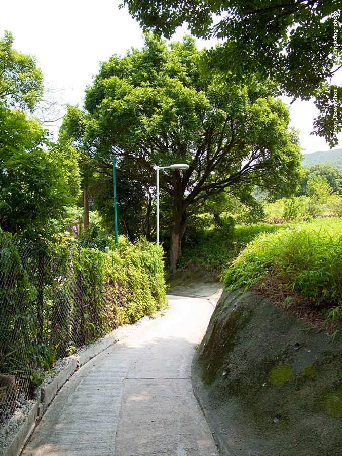 IMG_3271.jpg - 井欄樹