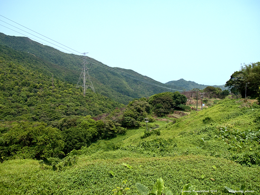 IMG_3274.jpg - 井欄樹