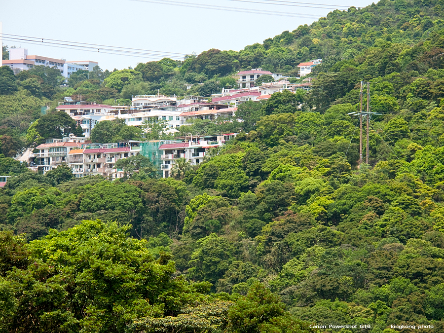 IMG_3275.jpg - 井欄樹