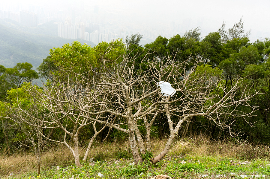 _DSC7676.jpg - Taken at Latitude/Longitude:22.355632/114.214110. 1.25 km South Tso Tui Ha  Hong Kong   (Map link) 