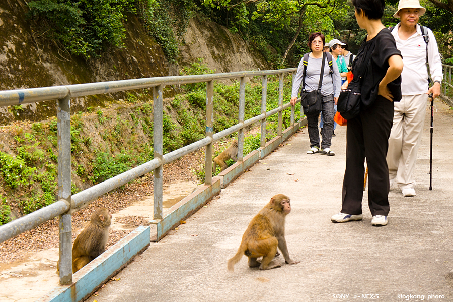_DSC8474.jpg - Taken at Latitude/Longitude:22.354510/114.162090. 0.69 km North-West Tai Wo Ping  Hong Kong   (Map link) 