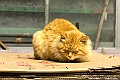 _DSC0999