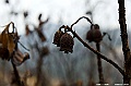 _DSC0674