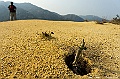 _DSC0746